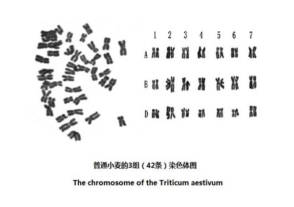 小麦染色体图