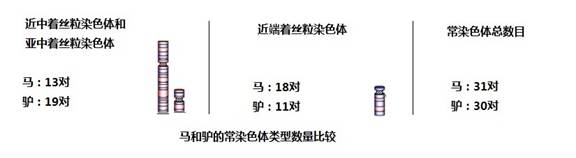 马和驴染色体的差异