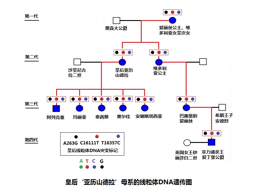 B线粒体寻找公主