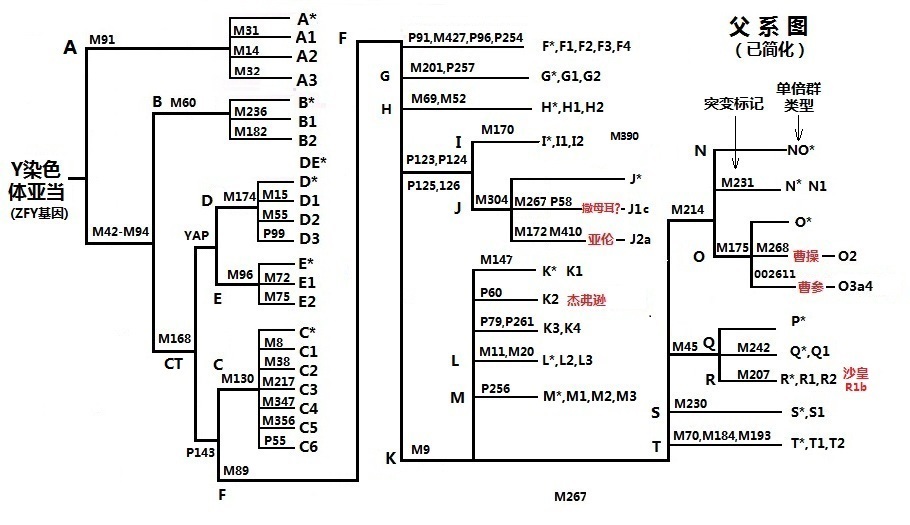 YTree