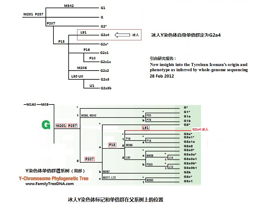 冰人的Y染色体单倍群G2a4