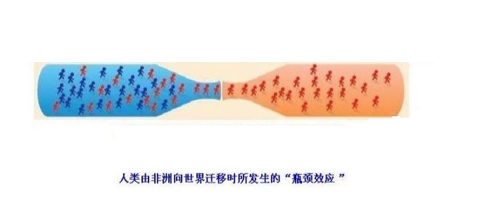 瓶颈效应