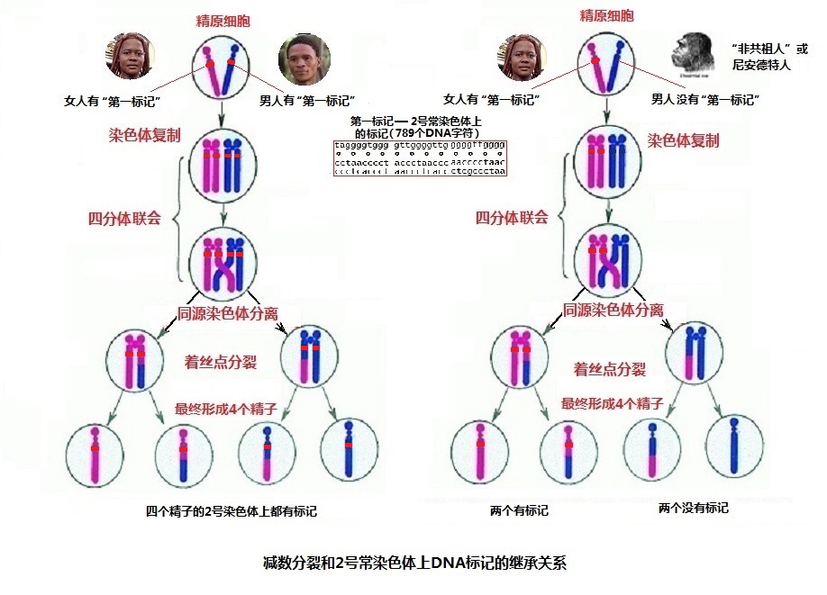 如果有“非共祖人”的减数分裂图